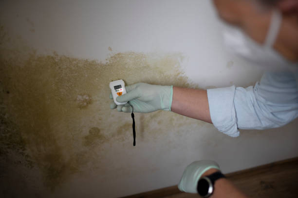 Best Professional Mold Removal  in Maquoketa, IA